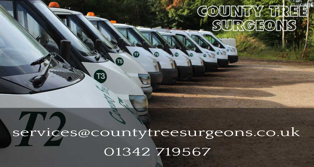 County Tree Surgeons Ltd logo
